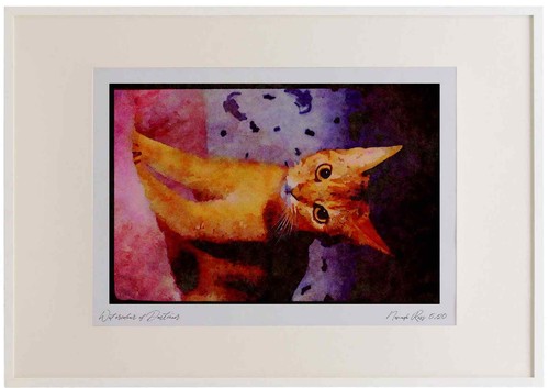 Cats kittens 336092 abyssinian - cats,