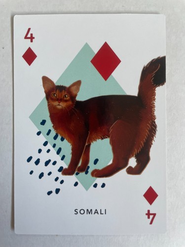 Somali abyssinian top - abyssinian,